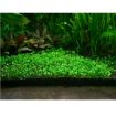 Picture of LIVE AQ. PLANT MARSILEA HIRSUTA