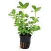 Picture of LIVE AQ. PLANT POT BACOPA CAROLINIANA MINI