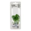 Picture of LIVE AQ. PLANT POT LIMNOPHILA SESSILIFLORA MINI