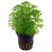 Picture of LIVE AQ. PLANT POT LIMNOPHILA SESSILIFLORA MINI