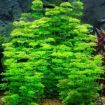 Picture of LIVE AQ. PLANT POT LIMNOPHILA SESSILIFLORA MINI