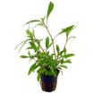 Picture of LIVE AQ. PLANT POT HYGROPHILA "SIAMENSIS 53B" MINI