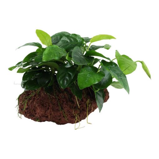 Picture of LIVE AQ. PLANT ANUBIAS BARTERI NANA ON LAVA STONE