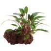 Picture of LIVE AQ. PLANT CRYPTOCORYNE PETCHLI ON LAVA STONE