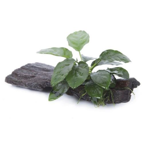 Picture of LIVE AQ. PLANT ANUBIAS BARTERI NANA ON WOOD