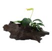 Picture of LIVE AQ. PLANT ANUBIAS BARTERI NANA ON WOOD