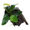 Picture of LIVE AQ. PLANT ANUBIAS BARTERI NANA ON WOOD