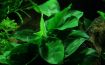 Picture of LIVE AQ. PLANT ANUBIAS BARTERI NANA ON WOOD