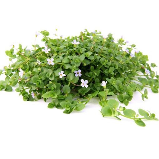Picture of LIVE AQ. PLANT BACOPA AUSTRALIS