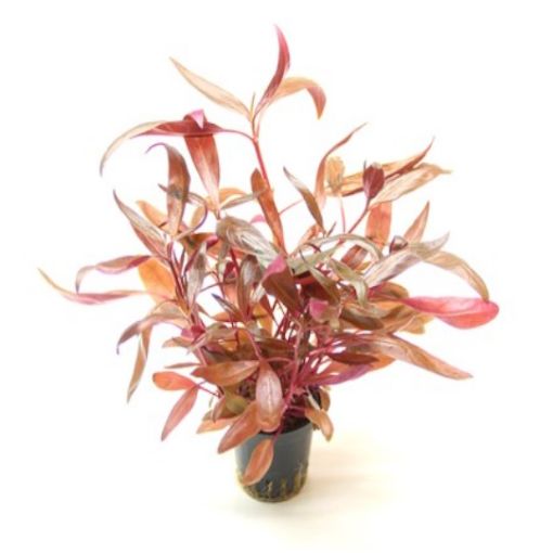 Picture of LIVE AQ. PLANT ALTERNANTHERA REINECKII 'RED RUBY'