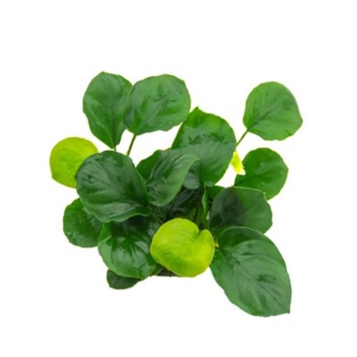 Picture of LIVE AQ. PLANT ANUBIAS BARTERI 'COIN LEAF'