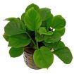 Picture of LIVE AQ. PLANT ANUBIAS BARTERI 'COIN LEAF'