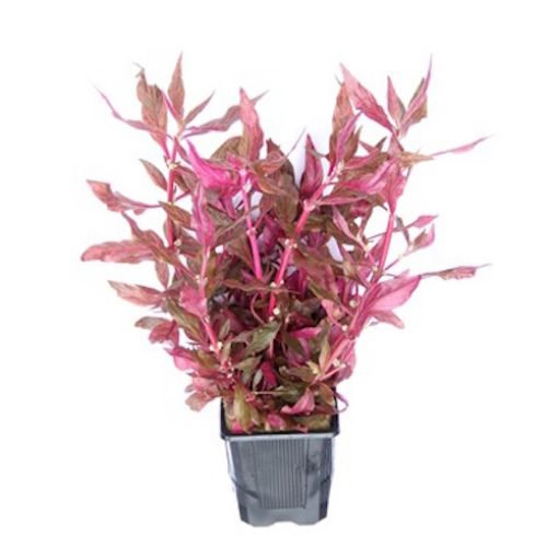 Picture of LIVE AQ. PLANT ALTERNANTHERA REINECKII 'RED RUBY' XXL