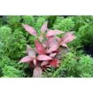 Picture of LIVE AQ. PLANT ALTERNANTHERA REINECKII 'RED RUBY' XXL