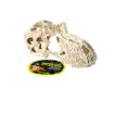 Picture of T-REX SKULL LG 17X8X9CM