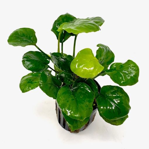 Picture of ANUBIAS BARTERI ''GOLDEN COIN''