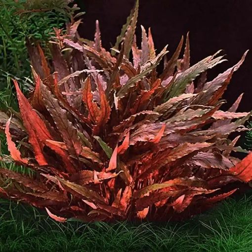 Picture of CRYPTOCORYNE WENDTII RED