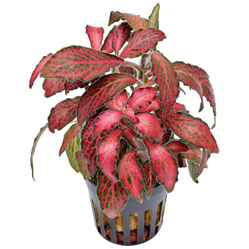 Picture of FITTONIA ''FORREST FLAME''