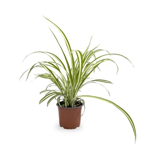 Picture of CHLOROPHYTUM BICHETII