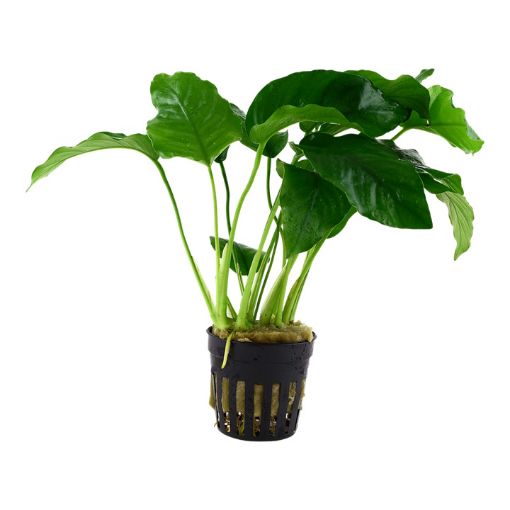 Picture of ANUBIAS BARTERI