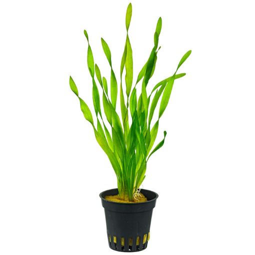 Picture of VALLISNERIA TORTIFOLIA