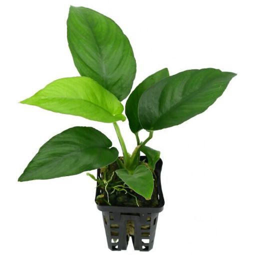 Picture of ANUBIAS NANGI