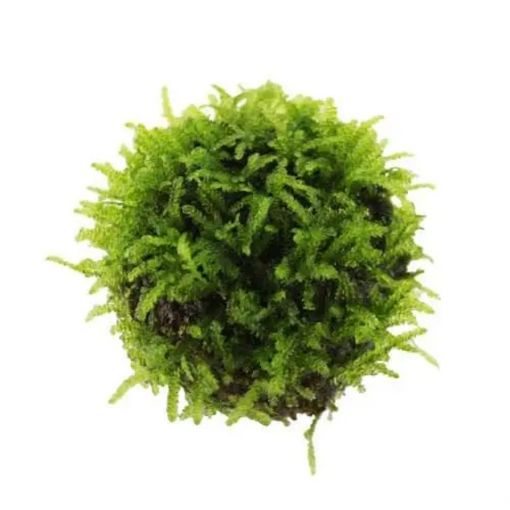 Picture of VESICULARIA DUBYANA FLOATING BALL