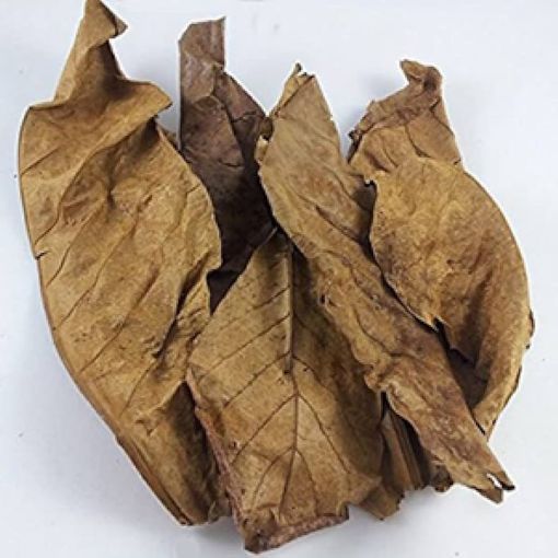 Picture of TERMINALIA CATAPPA LEAF